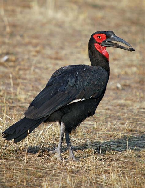 10 Bizarre Birds .